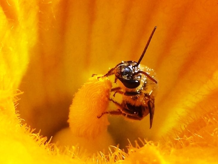Pollinator Health