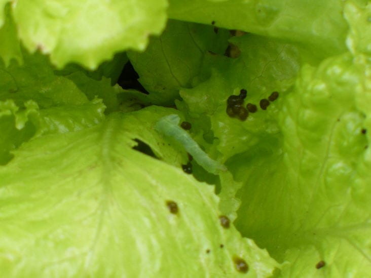 Insects in Lettuce