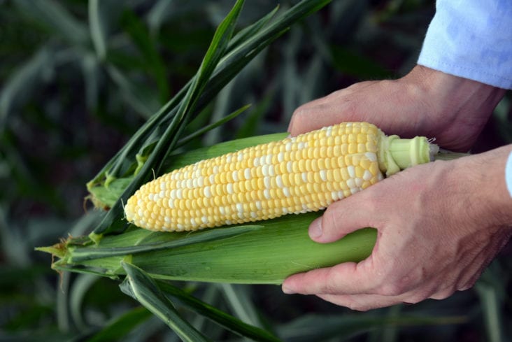 Harvesting Sweet Corn