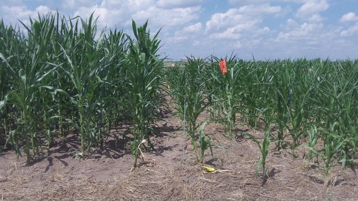 Managing Weeds in Corn