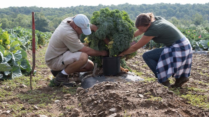 Muranaka Farms Grows Kale