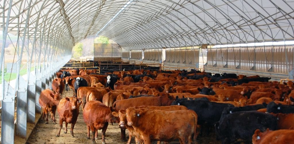 Energy Efficiency of Livestock Buildings