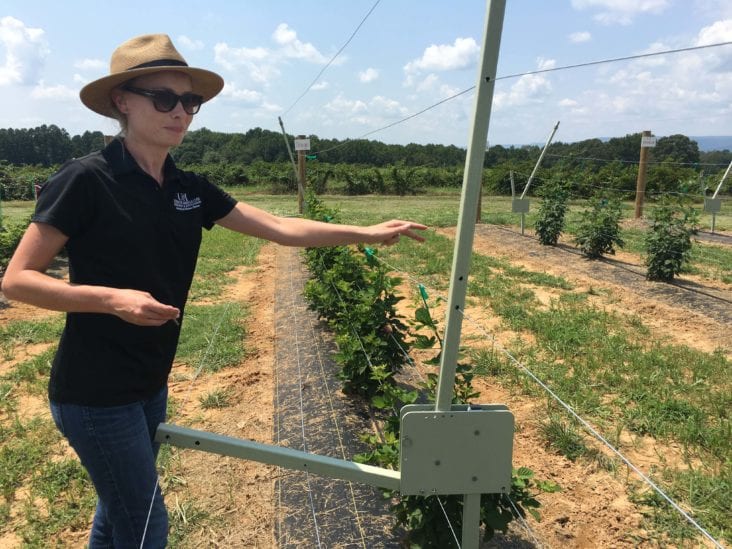 This Blackberry System May Really Prove Useful for the Southeast Growers