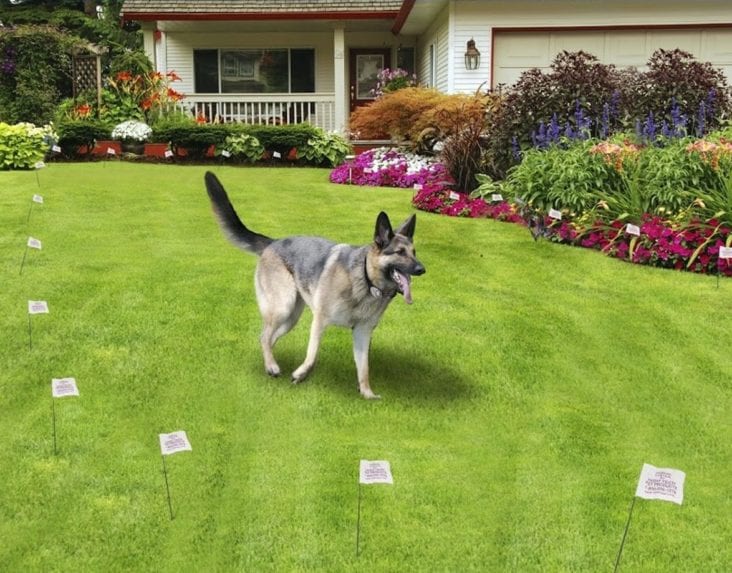 Why You Should Use a Wireless Dog Fence